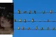 White-cheeked Starlings perching on power cables
