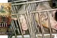 PROFIT BEFORE HUMANITY: Female pigs used for breeding - 'bre