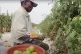 'The work matters, the people don't' Food, Inc. 2