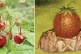 (Left to right) Alpine strawberries; and a strawberry depict