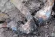 Garlic white rot