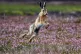Hare coursing is an example of a wildlife crime in Britain