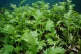 Mizuna seedlings are vigorous growers