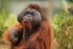 An orangutan