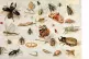 FASCINATION ON THE WANE: Jan van Kessel the Elder (1626–16