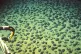 MORE QUESTIONS THAN ANSWERS: Field of polymetallic nodules o
