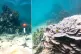 ARMAGEDON: (L to R) Bleached plate coral at One Tree Island,