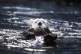 Sea otters are helping kelp forests to revive 