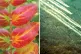 (L to R) The autumn senescence of grape leaves is programmed