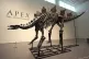 A stegosaurus skeleton is displayed at Sotheby's New York in