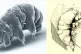 (L to R) SEM (scanning electron microscope) image of Milnesi