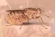 Found in tropical Africa, when a tsetse fly carrying parasit