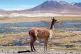 HABITAT SPECIFIC: A vicuna in the Chilean Altiplano	