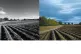 (Left) PloughedFfield South Farr and (right) Black Crow by a